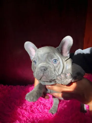 Filhote Bulldog Francês - linhagem exótica  