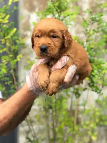 Golden Retriever Entregamos em todo o Brasil, temos todas as raças.