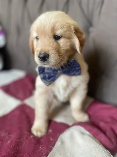 Golden macho a pronta entrega