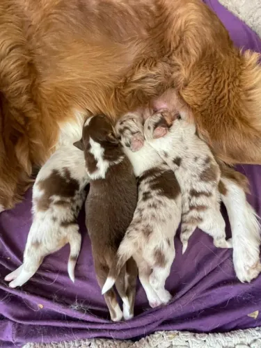 Border Collie diversas cores
