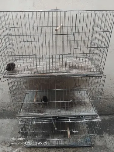 Gaiola criadeira calopsita 