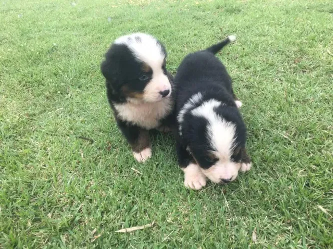 BERNESE MOUNTAIN FILHOTES DISPONÍVEIS EM LOJA COM VACINA E PEDIGREE FÊMEAS E MACHOS