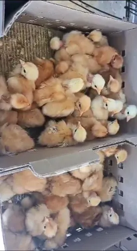 Pitinhos pescoço pelado