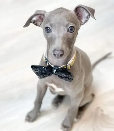 Bebês Galgo Italiano