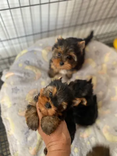 Filhotes de Yorkshire Terrier - Ótima Procedência