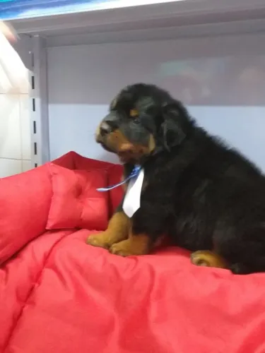Rottweiler cabeça de tou com pedigree CBKC