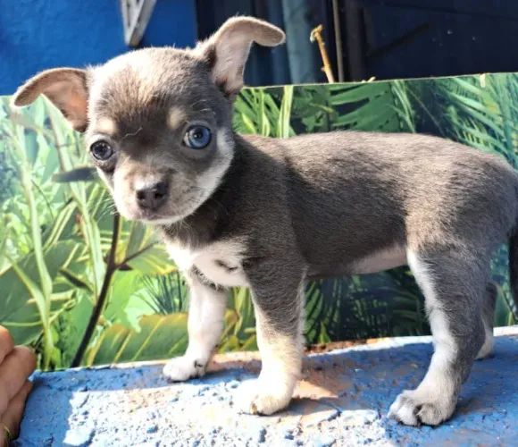 Chihuahua Minúsculo: Branco, Creme, Tricolor e Outras Cores Disponíveis