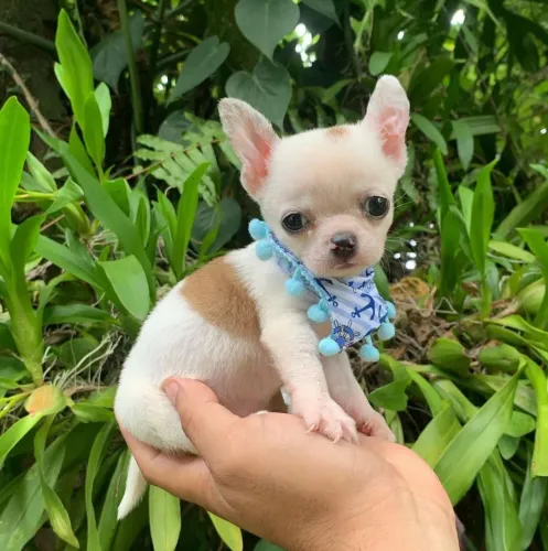 Chihuahua de pelagem curta branco e creme.
