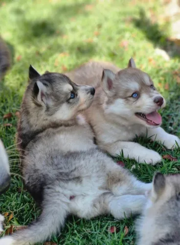 Filhotes de Husky Siberiano lobos lindos 