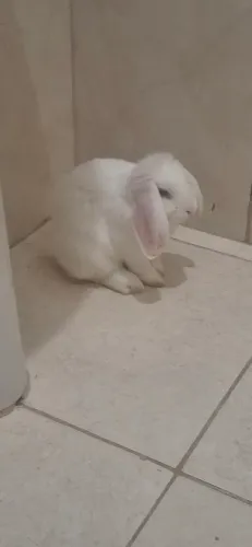 Mini lop 