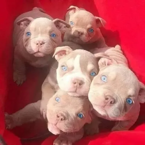 Filhotes de Pitbull, dia perfeito para adquirir