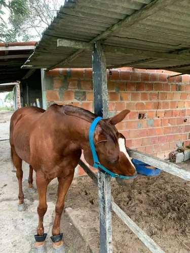 Égua de puxada( de direita )