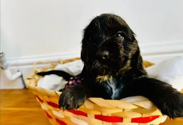 Cocker Spaniel premium criado com amor