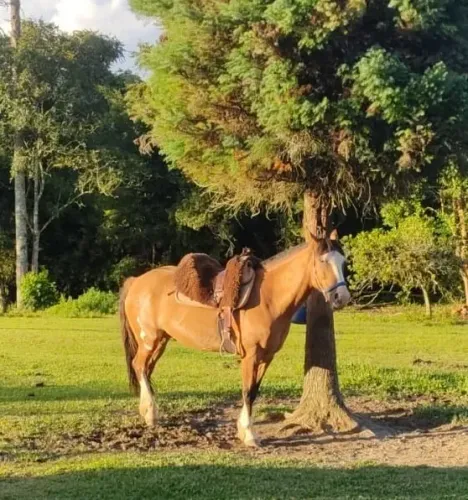 Cavalo Crioulo castrado pronto para o laço