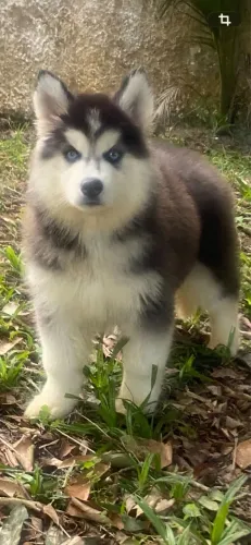 Husky Siberiano Olhos Azuis - Filhote Exclusivo