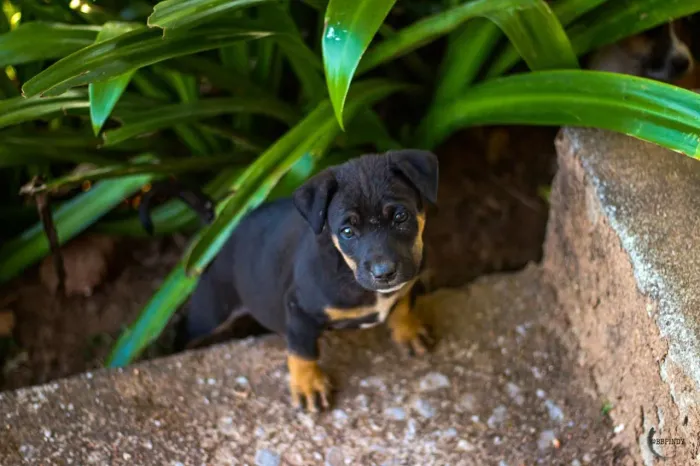 Rottweiler Presenteie com alegria, afeto e muito charme