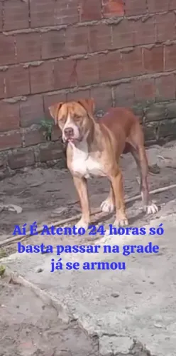 Venda de cachorro pit bull red nose