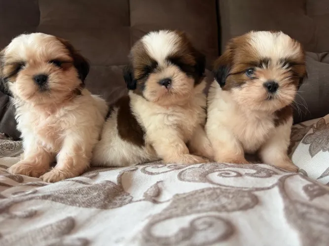 Shitzu machos pronta entrega !