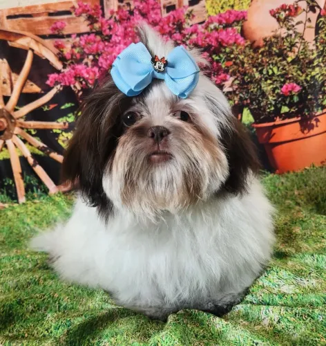 Shih Tzu
