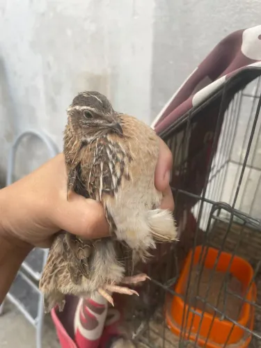 Codorna gigante