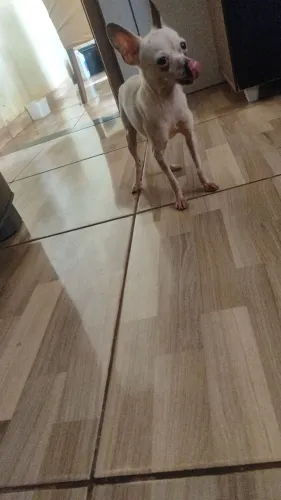 Pincher