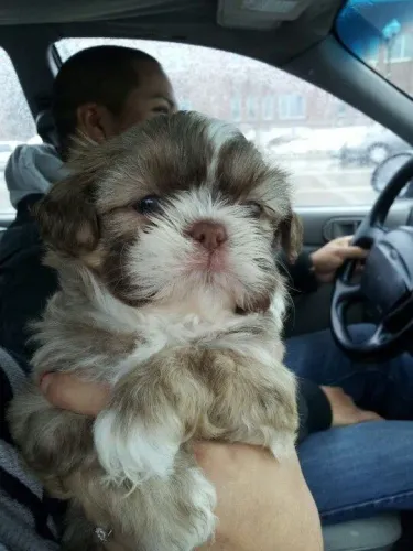 Shih tzu femea imediata entrega 
