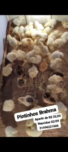 Pintinhos Brahma 