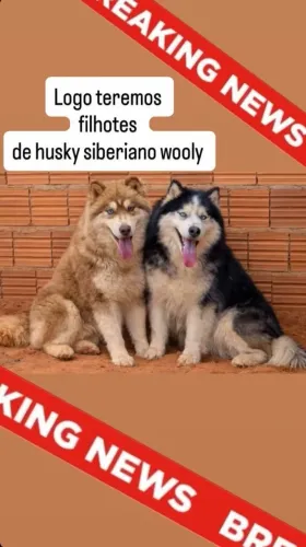 Husky siberiano wooly macho 