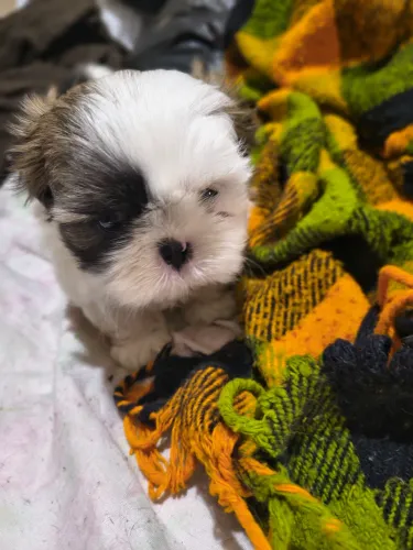 Vende-se filhote de Shitzu esta com 43 dias e pronto para retirada