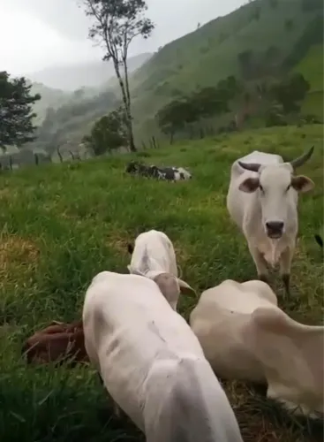 Sítio disponível a venda 