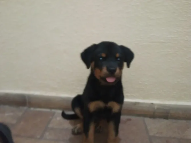 Filhotes de Rottweiler
