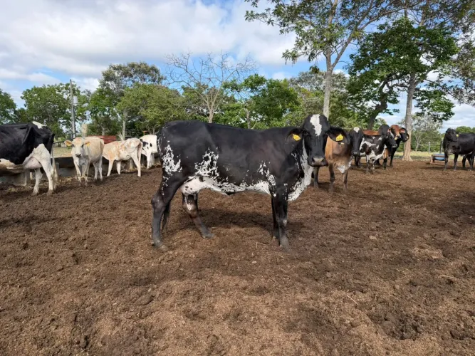 Vacas