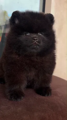 spitz alemão macho