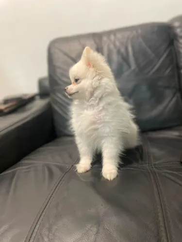 Splitz (Lulu da Pomerânia) anão mini 