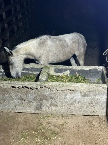 Cavalos