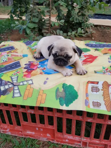 Pug abrico com 47 dias vermifugado e vacinado