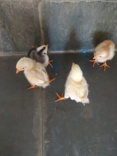 4 Pintinhos GSB com 10 dias de vida