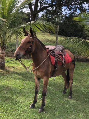 Burro de patrão QM