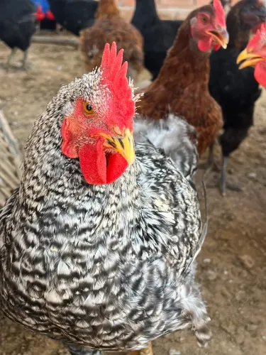 VENDO FRANGO MELHORADO 4 meses de vida 60,00 vivo 70,00 morto