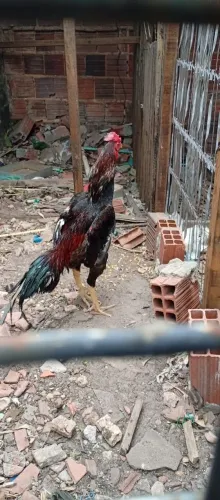 Galo e frangas