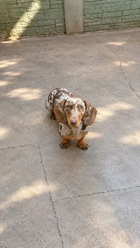 Basset 