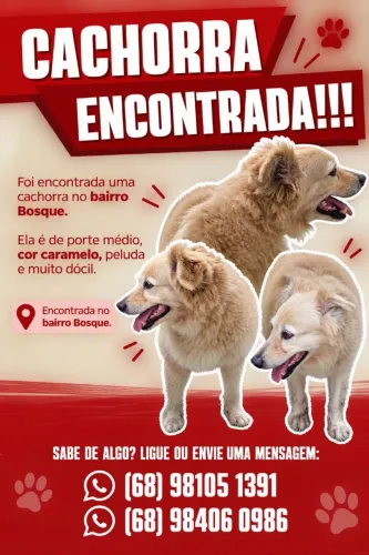 Cachorra encontrada!