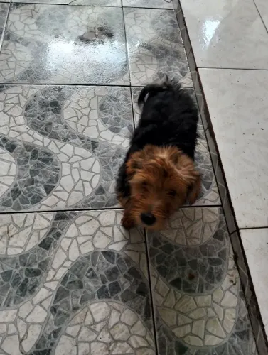 Vendo cachorro yorkshire 