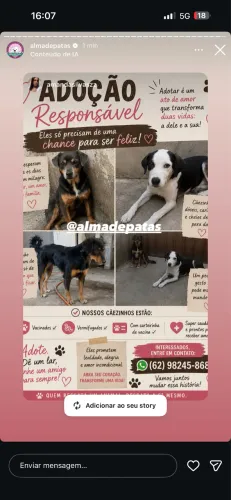? ADOÇÃO RESPONSÁVEL ? 4 CACHORRINHOS PROCURAM UM LAR ? ? PAIS + 2 FILHOTES