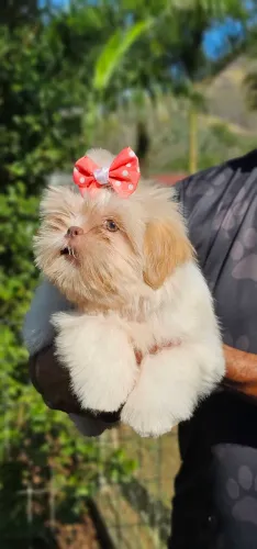 SO HOJE - Shih-tzu olhos claros fêmea