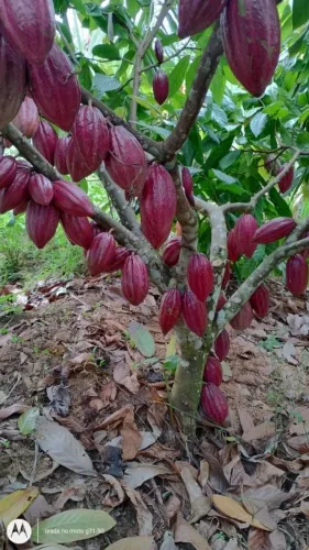 Propriedade Rural à Venda em Una/BA - 40 Hectares