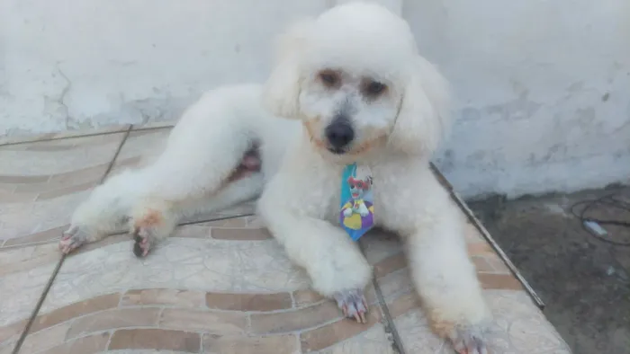 Poodley para doação