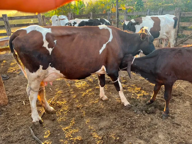 Vaca