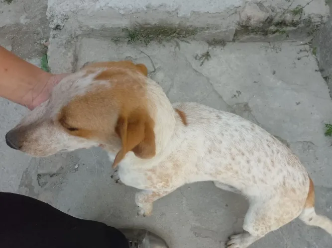 Doa-se dois Cães amorosos