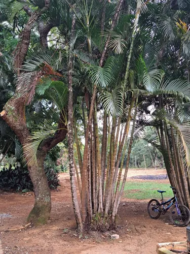 Palmeira Areca-bambu